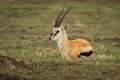 Thomson Gazelle - Eudorcas thomsonii called Tommie lying in grass facing, Masai Mara National Reserve Kenya, pretty gazelle face Royalty Free Stock Photo