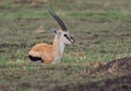 Thomson Gazelle - Eudorcas thomsonii called Tommie lying in grass facing, Masai Mara National Reserve Kenya, pretty gazelle face Royalty Free Stock Photo