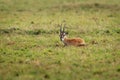 Thomson Gazelle - Eudorcas thomsonii called Tommie lying in grass facing, Masai Mara National Reserve Kenya, pretty gazelle face Royalty Free Stock Photo