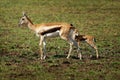 Thomson Gazelle - Eudorcas thomsonii called Tommie lying in grass facing, Masai Mara Reserve Kenya, pretty gazelle face with big Royalty Free Stock Photo