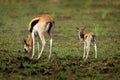 Thomson Gazelle - Eudorcas thomsonii called Tommie lying in grass facing, Masai Mara Reserve Kenya, pretty gazelle face with big Royalty Free Stock Photo