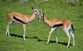 The Thomson gazelle Eudorcas thomsonii Royalty Free Stock Photo