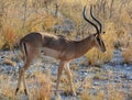 The Thomson gazelle Eudorcas thomsonii is one of the best-known gazelles. Royalty Free Stock Photo