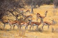 The Thomson gazelle Eudorcas thomsonii Royalty Free Stock Photo