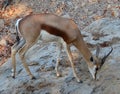 The Thomson gazelle Eudorcas thomsonii Royalty Free Stock Photo