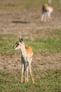Thomson Gazelle on grassland.