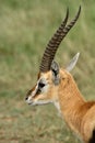 Thomson-gazelle, Maasai Mara Game Reserve, Kenya Royalty Free Stock Photo
