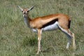 Thomson-gazelle, Maasai Mara Game Reserve, Kenya Royalty Free Stock Photo