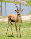 Thomson gazelle