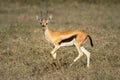 Thomson gazelle running across savannah facing camera Royalty Free Stock Photo