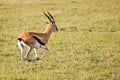 Thomson Gazelle Running in Serengeti