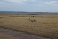 Thomson gazelle in the wild Royalty Free Stock Photo