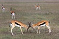 Thomson Gazelles in fight, Masai Mara, Kenya