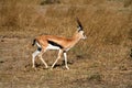 Thomson's Gazelle