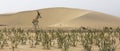 Thomson's gazelle amid the dunes