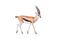 Thomson`s gazelle, Eudorcas thomsonii isolated on white background. Royalty Free Stock Photo