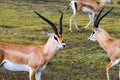 Thomson`s gazelle Eudorcas thomsonii in Ngorongoro Royalty Free Stock Photo