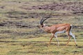 Thomson`s gazelle Eudorcas thomsonii in Ngorongoro Royalty Free Stock Photo