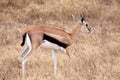 Thomson's Gazelle - Female Royalty Free Stock Photo