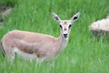 Thomson's gazelle female Royalty Free Stock Photo