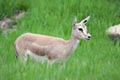 Thomson's gazelle female Royalty Free Stock Photo