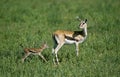 Thomson`s Gazelle, gazella thomsoni, Mother with Newborn Young, Masai Mara Park in Kenya