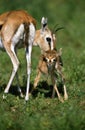 Thomson`s Gazelle, gazella thomsoni, Mother with Newborn Young, Masai Mara Park in Kenya