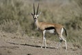Thomson's gazelle, Gazella thomsonii,