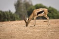 Thomson's Gazelle male