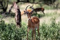 Thomson`s gazelle Antelope on the Serengeti Plain