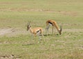 Thomson`s gazelle in Ngorongoro national Park Royalty Free Stock Photo