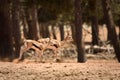 Thomson's Gazelle running Royalty Free Stock Photo