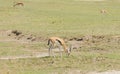 Thomson`s gazelle in Ngorongoro national Park Royalty Free Stock Photo
