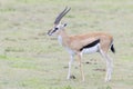 Thomson`s Gazelle standing on savanna Royalty Free Stock Photo