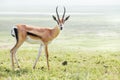 Thomson`s gazelle wild animal portrait. Ngorongoro crater Conservation Area, Tanzania Royalty Free Stock Photo