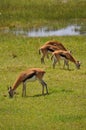 Thomson's gazelles Royalty Free Stock Photo