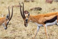 Thomson`s gazelles looking at each other Royalty Free Stock Photo