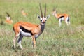 Thomson`s gazelles Royalty Free Stock Photo