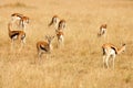 Thomsons gazelles grazing on grass of African savanna Royalty Free Stock Photo