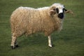 Thones a Marthod Domestic Sheep, Belier Royalty Free Stock Photo