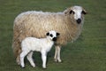 Thones and Marthod Domestic Sheep, Ewe and Lamb Royalty Free Stock Photo