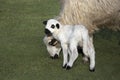 Thones a Marthod Domestic Sheep, Mother and Cub Royalty Free Stock Photo