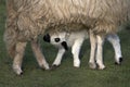 Thones a Marthod Domestic Sheep, Mother and Cub suckling Royalty Free Stock Photo