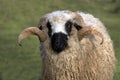 Thones and Marthod Domestic Sheep, Portrait of Ram Royalty Free Stock Photo