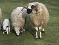 Thones and Marthod Domestic Sheep, Ram, Ewe and Lamb Royalty Free Stock Photo