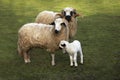 Thones and Marthod Domestic Sheep, Ram, Ewe and Lamb Royalty Free Stock Photo