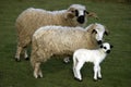 Thones and Marthod Domestic Sheep, Ram, Ewe and Lamb Royalty Free Stock Photo