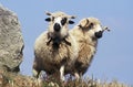 Thones Marthod Sheep, Adult with Bell around Neck Royalty Free Stock Photo