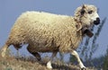 THONES MARTHOD SHEEP, ADULT WITH BELL Royalty Free Stock Photo