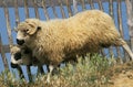 Thones Marthod Sheep, Ewe and Ram Royalty Free Stock Photo